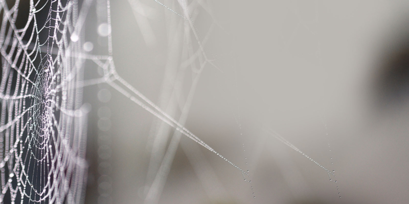 spider's web with dew drops background